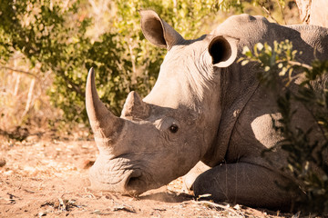 African white rhinoceros lying resting in the sun on a cold winters morning 