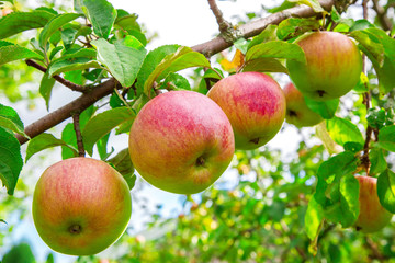 apples on a branch