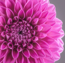 Purple flower petals, close up and macro of chrysanthemum, beautiful abstract background
