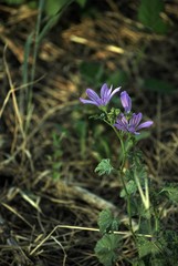 fiori lilla di campo