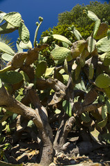 vieux figuier de barbarie opuntia ficus indica et ses figues