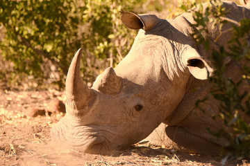Obraz premium Lone African white rhinoceros making dust with his heavy warning snorts at the presence of intruders
