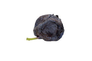 Isolated Close-up of decaying, partly dried blueberry (side view)