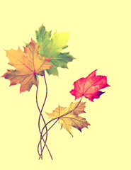 autumn leaves isolated on yellow background