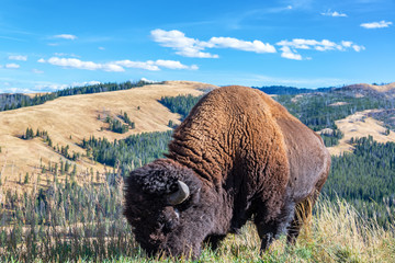 American Bison and Landscape