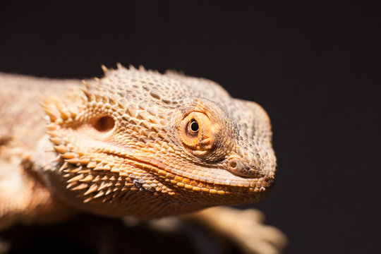 Drago barbuto