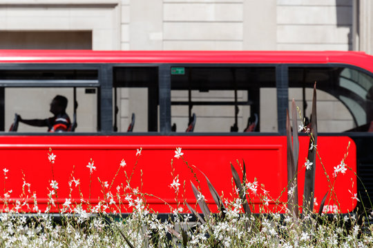 White flowers with a red double decker bus blurred in the background