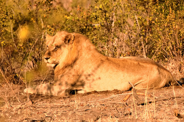 Young African male lion lying down and observing activity in his surroundings