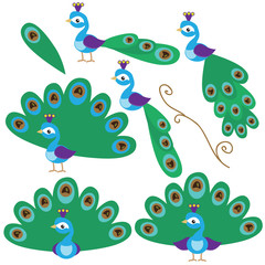 Peacock vector illustration