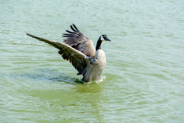Close Up Wild Goose in the Lake