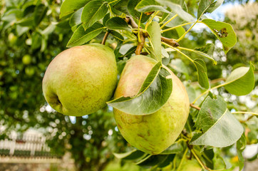 Healthy Organic Pears. Juicy flavorful pears of nature background. Pear on a branch. A pear on a tree (growing). Ripen Bosc Pears on the Tree. organic pears on tree branch
