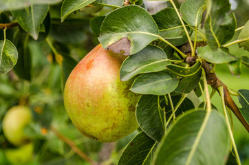 Healthy Organic Pears. Juicy flavorful pears of nature background. Pear on a branch. A pear on a tree (growing). Ripen Bosc Pears on the Tree. organic pears on tree branch