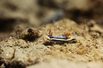 underwater world - detail -  nudie branch in natural habitat on coral reef 