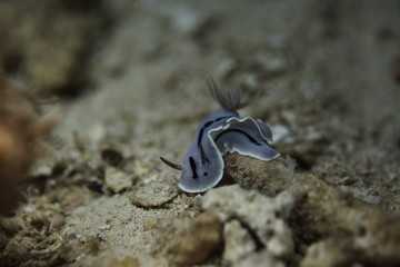 underwater world - detail -  nudie branch in natural habitat on coral reef 