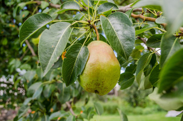 Healthy Organic Pears. Juicy flavorful pears of nature background. Pear on a branch. A pear on a tree (growing). Ripen Bosc Pears on the Tree. organic pears on tree branch