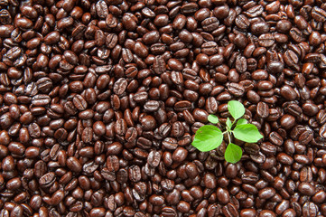 Coffee tree on coffee beans.