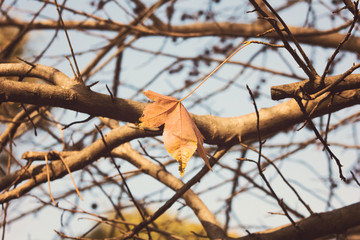 Tree in autumn with brown leafs