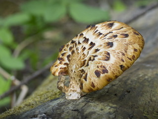 Mushroom