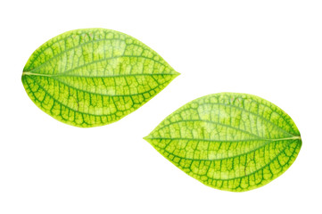 Pothos or devil's ivy leaf isolated on white background