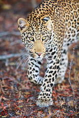 Young male leopard