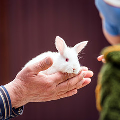 little rabbit in the hands