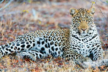 Young male leopard