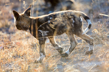 African Wild Dog puppy