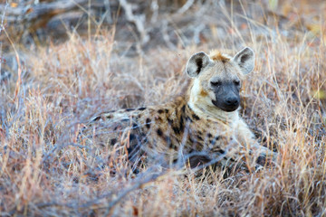 Hyena in Africa