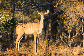 Kudu in South Africa