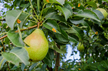 Healthy Organic Pears. Juicy flavorful pears of nature background. Pear on a branch. A pear on a tree (growing). Ripen Bosc Pears on the Tree. organic pears on tree branch