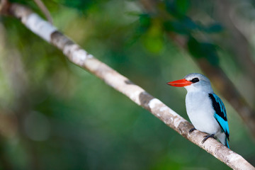 Kingfisher in Mozambique
