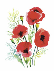 Obraz premium Red watercolor poppies flowers isolated on white background.