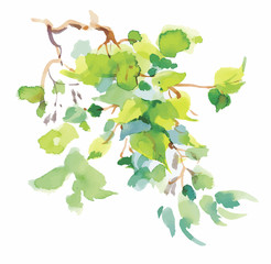 Watercolor branch with green leaves on white background.