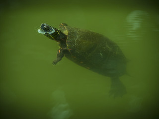 Obraz premium Turtle with head out of water