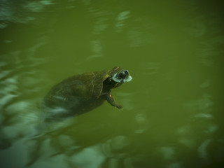 Obraz premium Turtle with head out of water