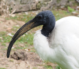 Australian White Ibis