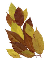 Dry herbarium leaves on white background.
