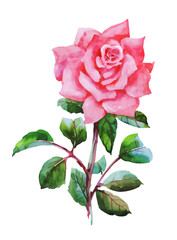 Naklejka premium Watercolor garden blooming red roses illustration isolated on white background.