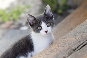 The charming little kitten walks outdoors summer day