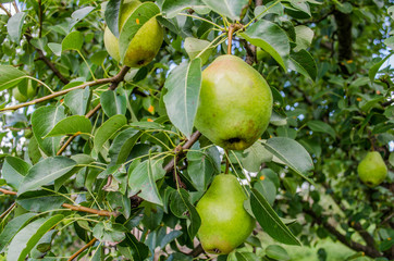 Healthy Organic Pears. Juicy flavorful pears of nature background. Pear on a branch. A pear on a tree (growing). Ripen Bosc Pears on the Tree. organic pears on tree branch