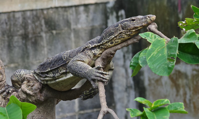 water monitor on tree