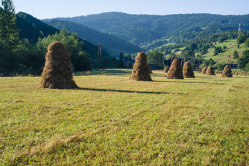 kopy siana © Piotr Szpakowski