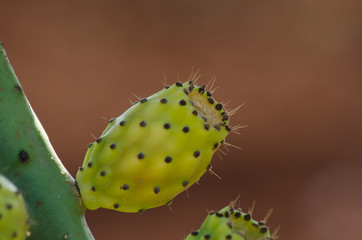 Primo piano fico d'india