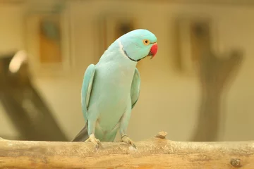 Foto op Canvas blue ringneck parrot with red beak on branch © wibulpas