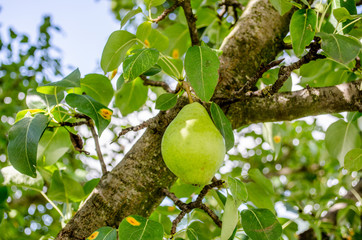 Healthy Organic Pears. Juicy flavorful pears of nature background. Pear on a branch. A pear on a tree (growing). Ripen Bosc Pears on the Tree. organic pears on tree branch