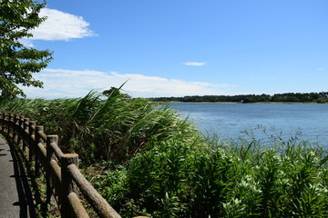 Fototapeta na wymiar A lake in a swamp with blue sky and fine clouds