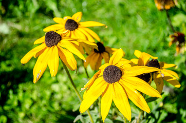 Red Yellow Rudbeckia flower in nature. Yellow rudbeckia flower in the garden, focus on flower in front. Rudbeckia - Rudbeckia brilliant. Flowers rudbeckia in the garden, close up