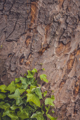 Green ivy on an old tree trunk