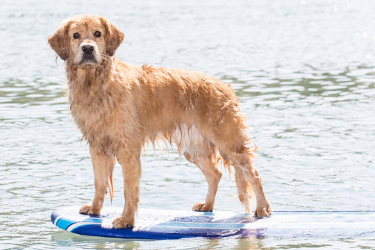 Surfing Dog