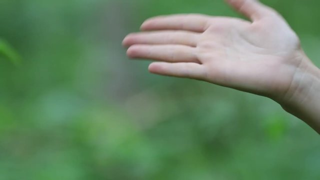 M&eacute;sange &agrave; t&ecirc;te noire